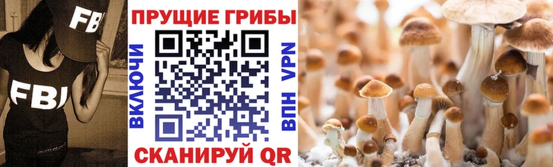 нарко площадка телеграм  Морозовск  Галлюциногенные грибы Cubensis  где найти наркотики 
