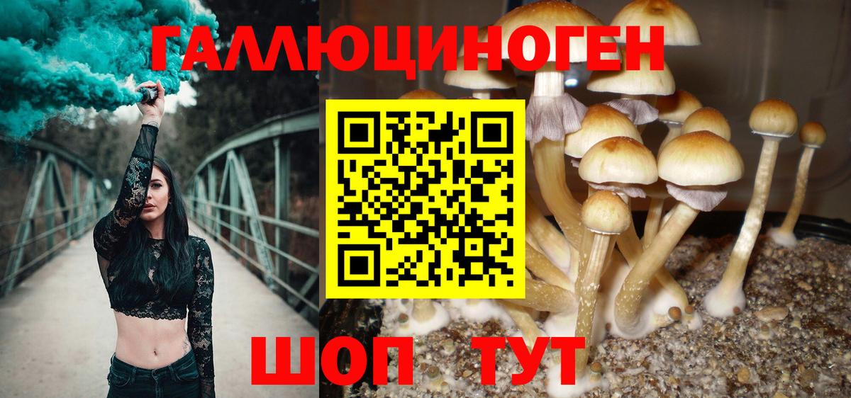 Галлюциногенные грибы Cubensis  Вход с VPN  Галлюциногенные грибы Psilocybine cubensis  Морозовск 